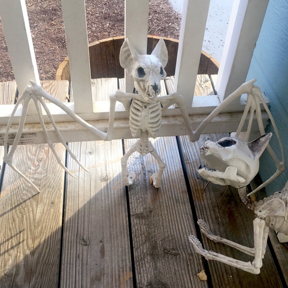 Set of Bat and Cat Skeletons - Picture 2 of 2